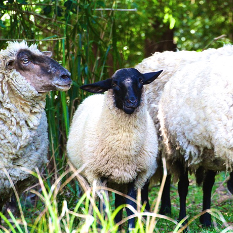 sheep at kangaroo valley winery accommodation
