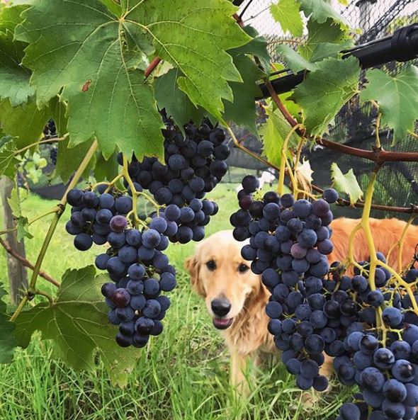 rosie in vines