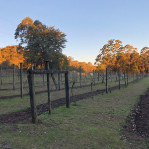 Afternoons with a golden glow