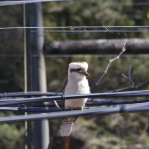 Kookaburra on vine irrigation line