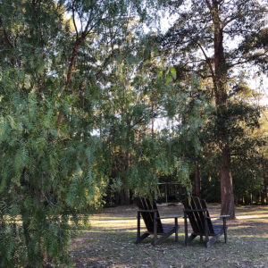 Under the peppercorn tree