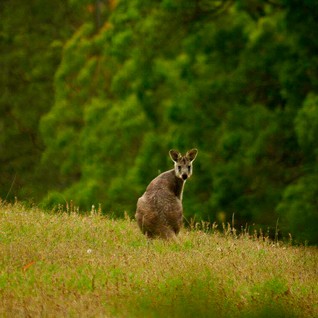 wallaby in lyrebird ridge paddocks
