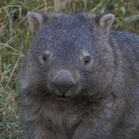 wombat in lyrebird ridge paddocks