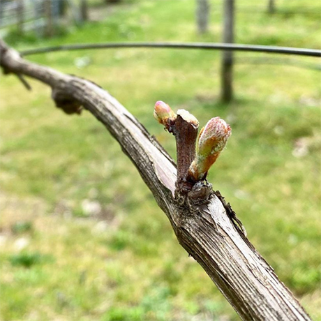 chambourcin vines in spring