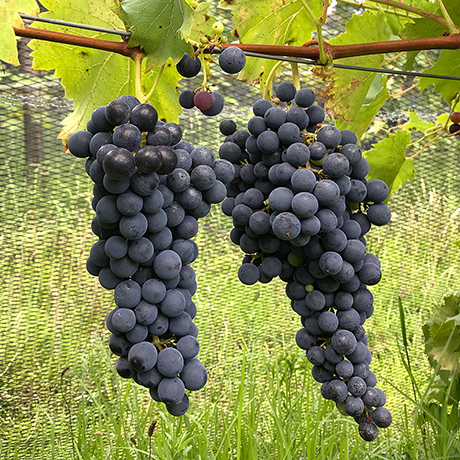 heavy chambourcin grape bunches hanging ready for harvest
