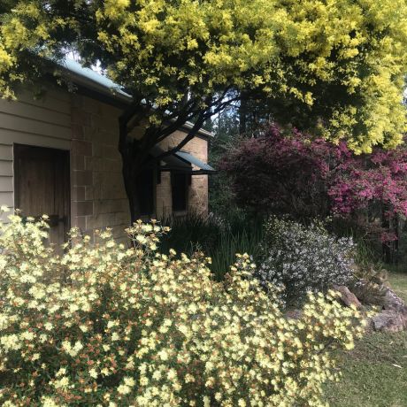 native bushes flowering outside lyrebird ridge organic winery and retreat accommodation